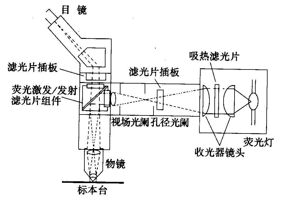 熒光顯微鏡原理圖，激發(fā)濾板和壓制濾色系統(tǒng)